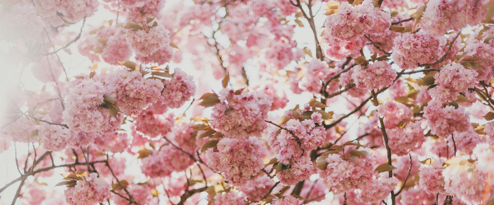 587項急慢性過敏原篩檢