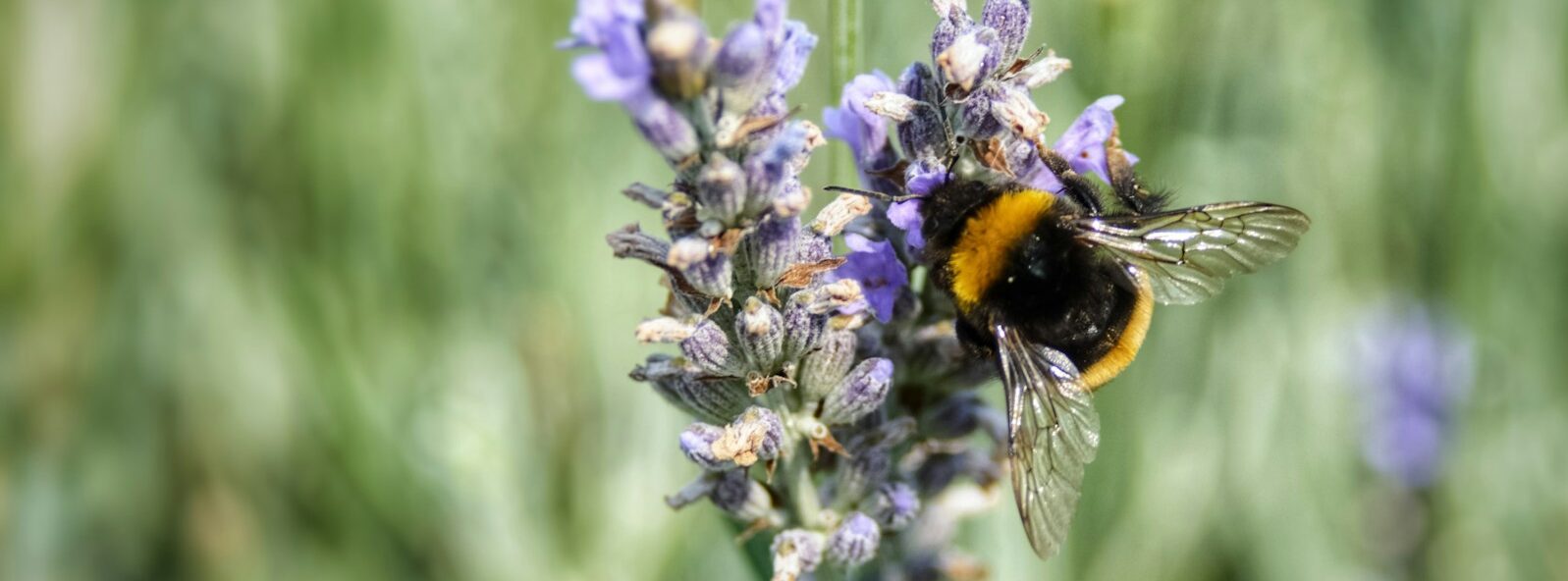 過敏原檢測：了解你的過敏來源，從根本改善不適